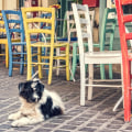 The Ultimate Guide to Dog-Friendly Restaurants in Orange County, CA